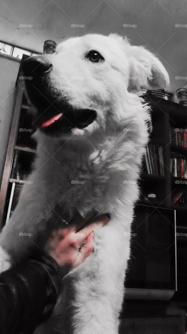 Dog