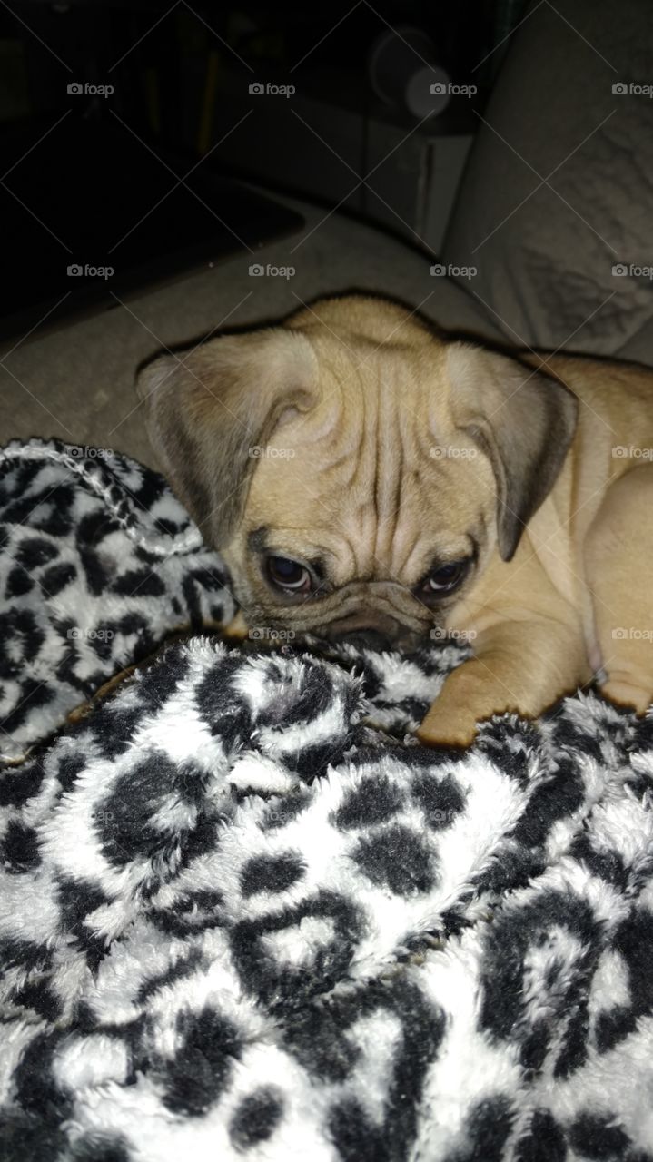 baby puggle covering his nose up because getting tired