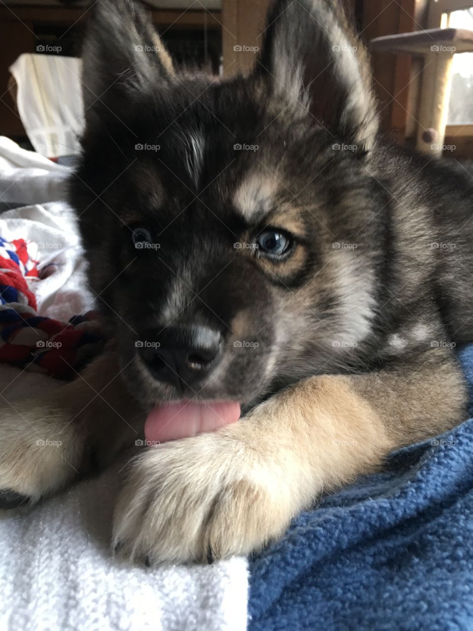 Wooly husky male puppy cleaning his paw