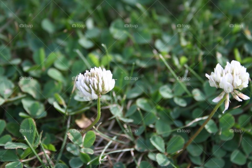One small white wildflower