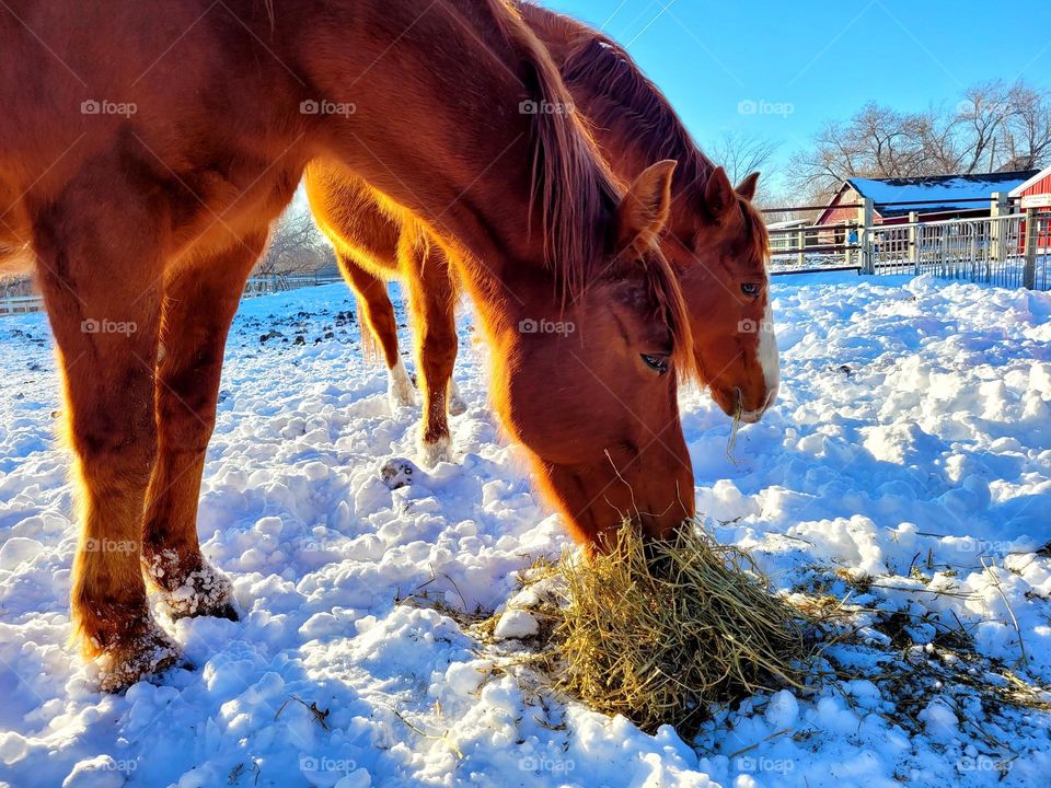 Horses feeding outside in the snow