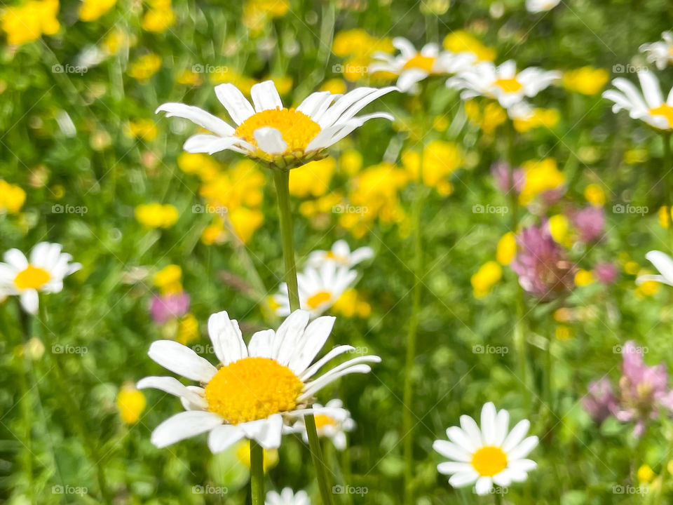 Flower meadow 