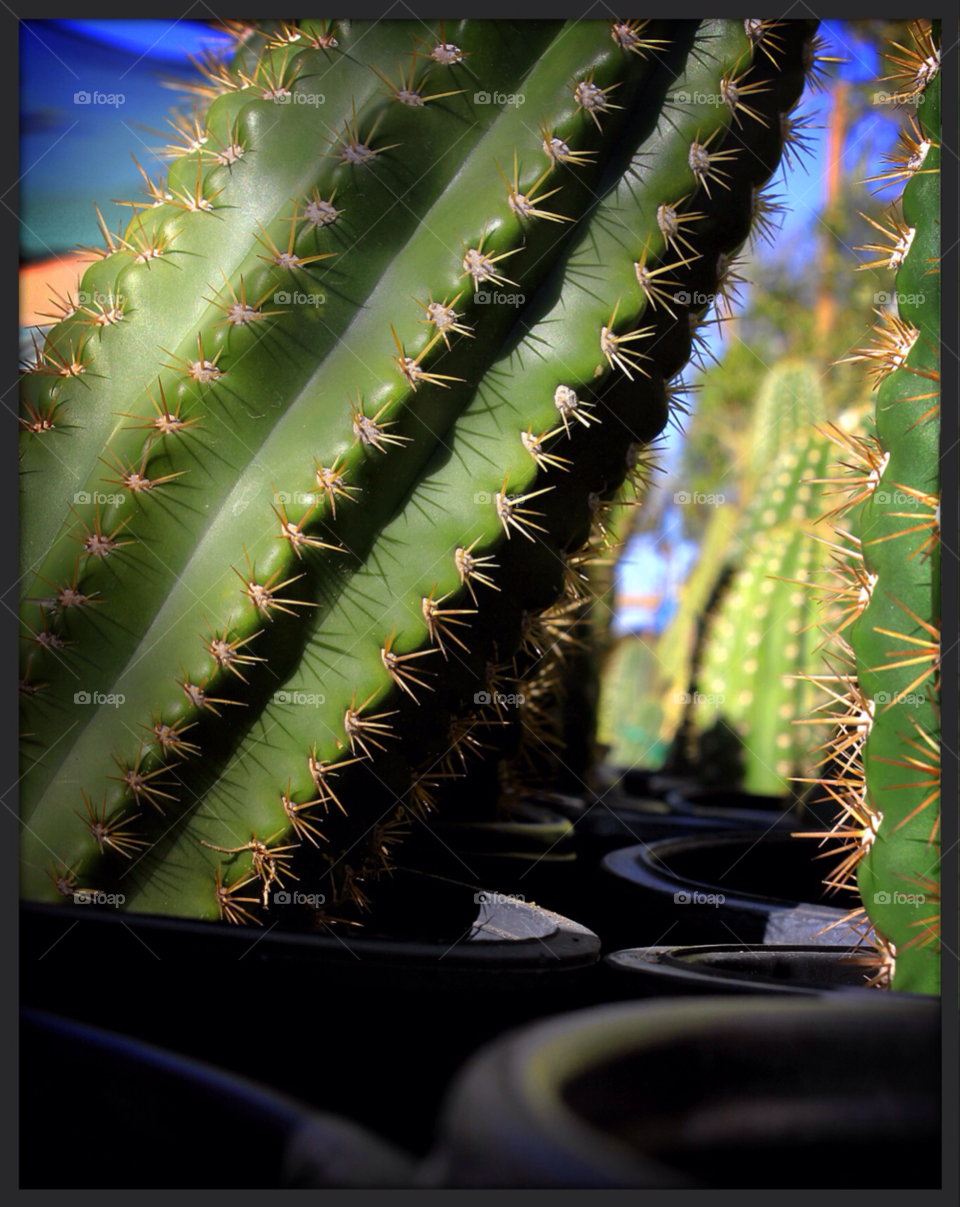 sun cactus desert heat by stevehardley7