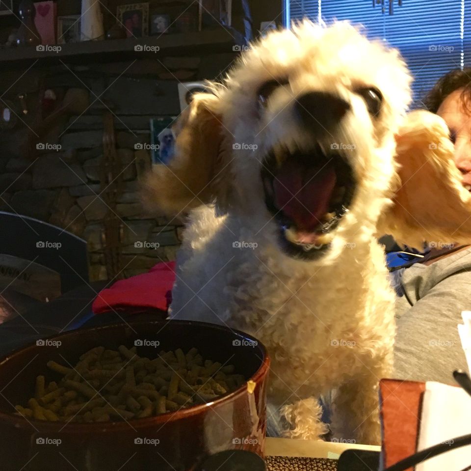 Poodle Mouth Wide Open LOL, In Process Of Barking