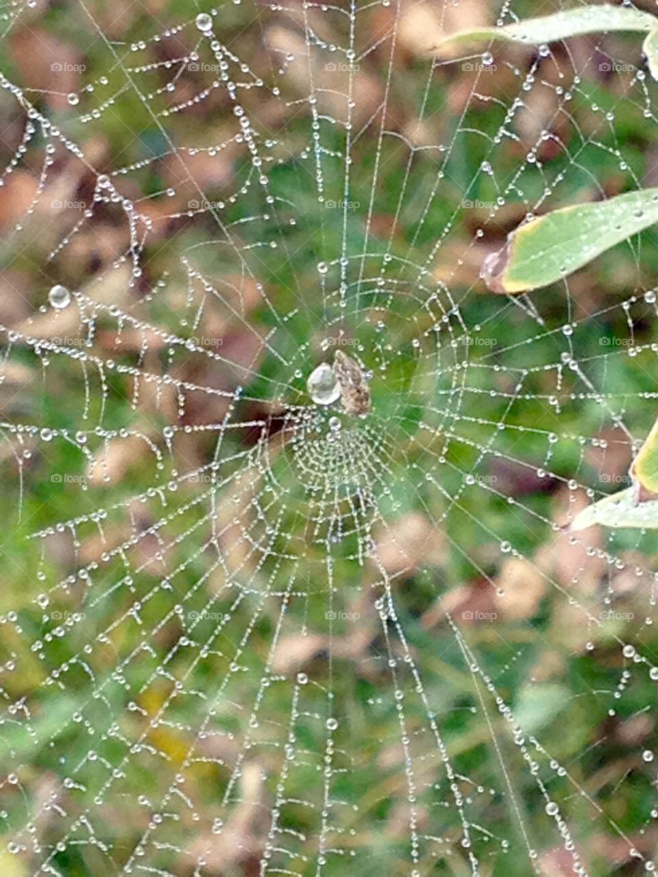 Spiders web