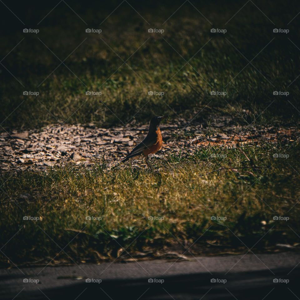 Bird walking alone the stone path
