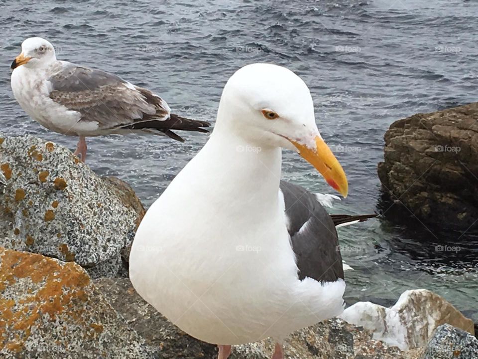 Snow White Sea Gull on the seashores of California, screeching with a high pitch sound while looking for food 💕