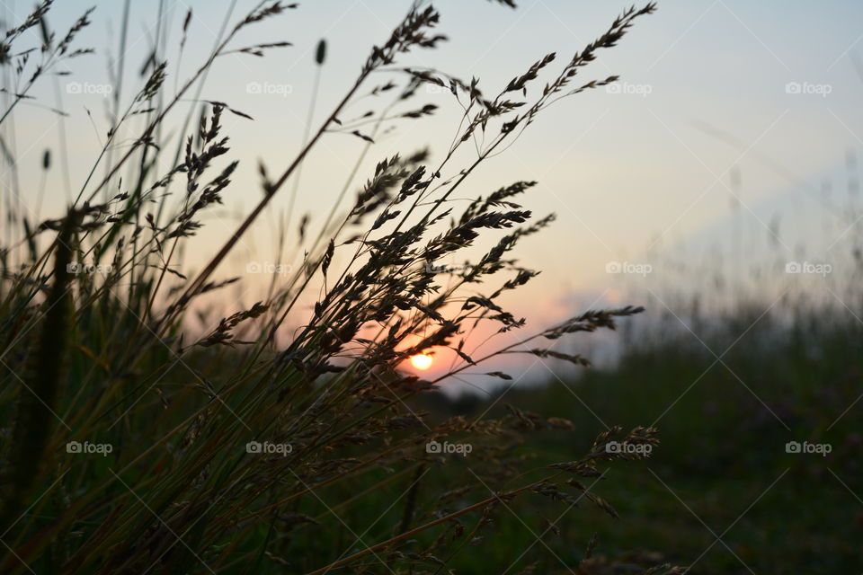 No Person, Nature, Sun, Grass, Dawn