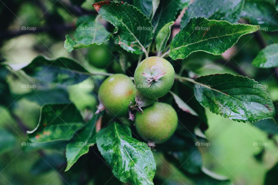 Apples on a tree