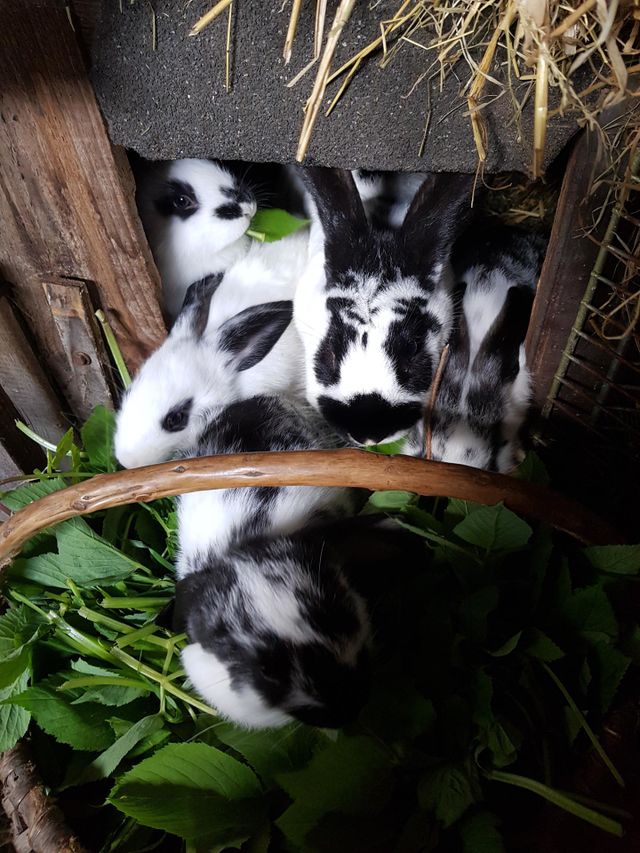 rabbits