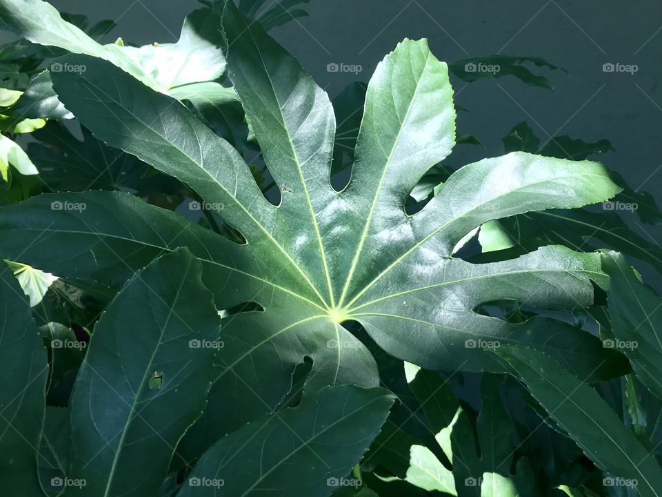 Tropical greenery foliage double leaf