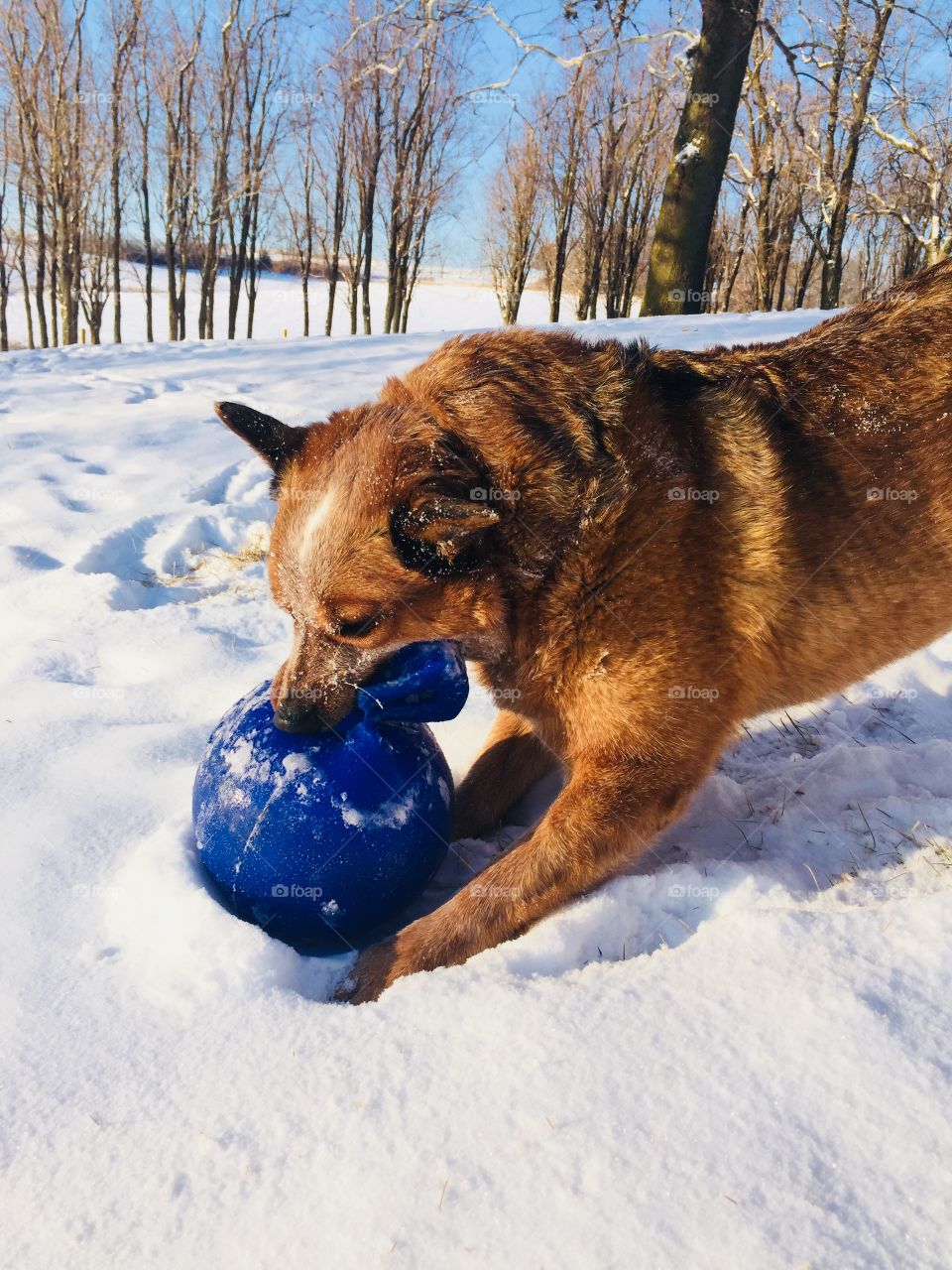 A Red Heeler / Australian Cattle Dog playing in the snow with his blue ball to pose on a sunny day, bare tree line along a rural horizon