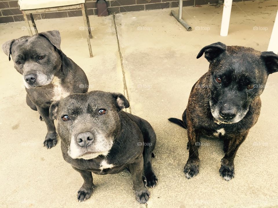 Three wise Staffies