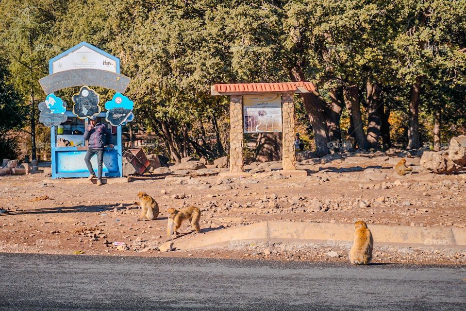 monkeys park 8n Azrou, Morocco