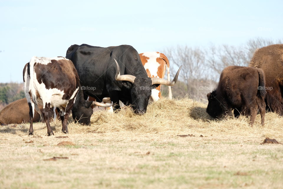 The bull
Of the field
That's no bull!