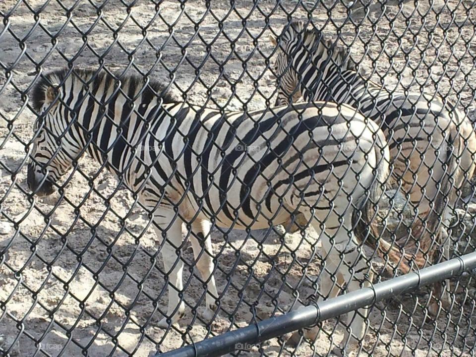 Miami Metro Zoo, Animals, Zebras, South Florida