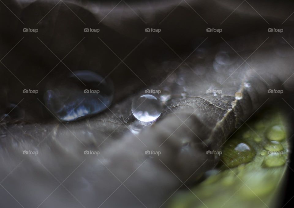 Raindrops on plant, macro