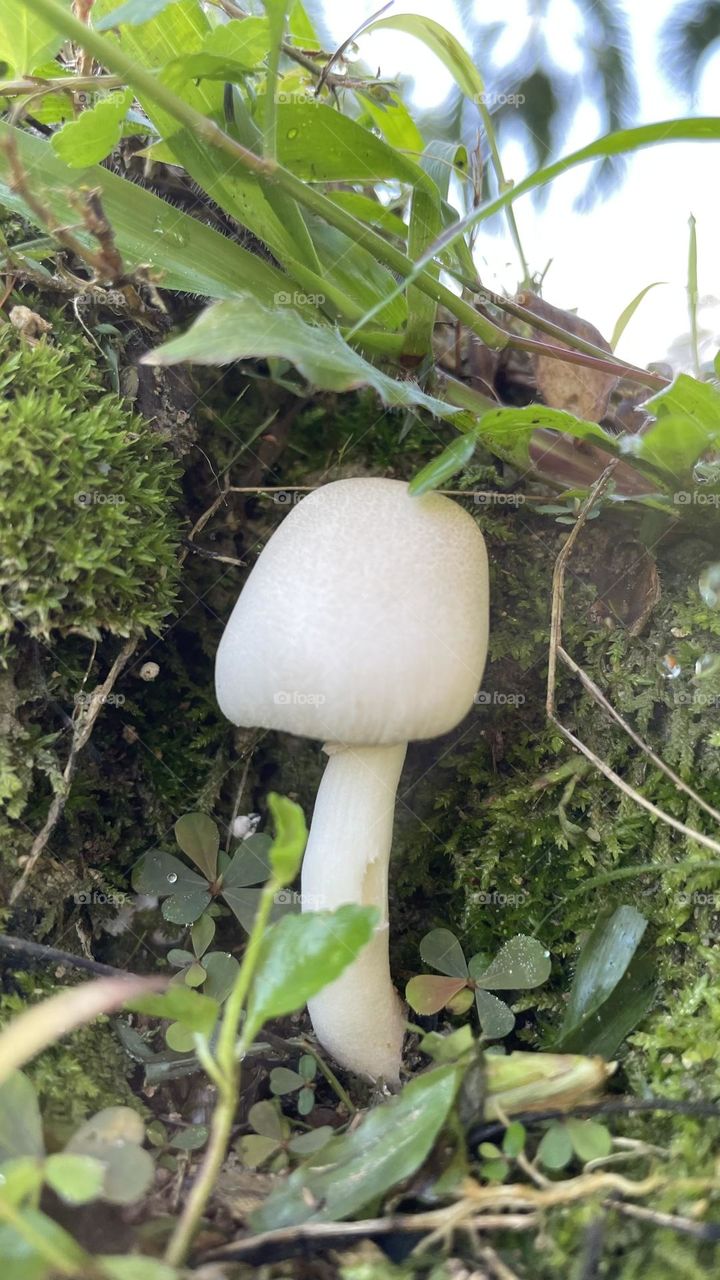 Mushroom 