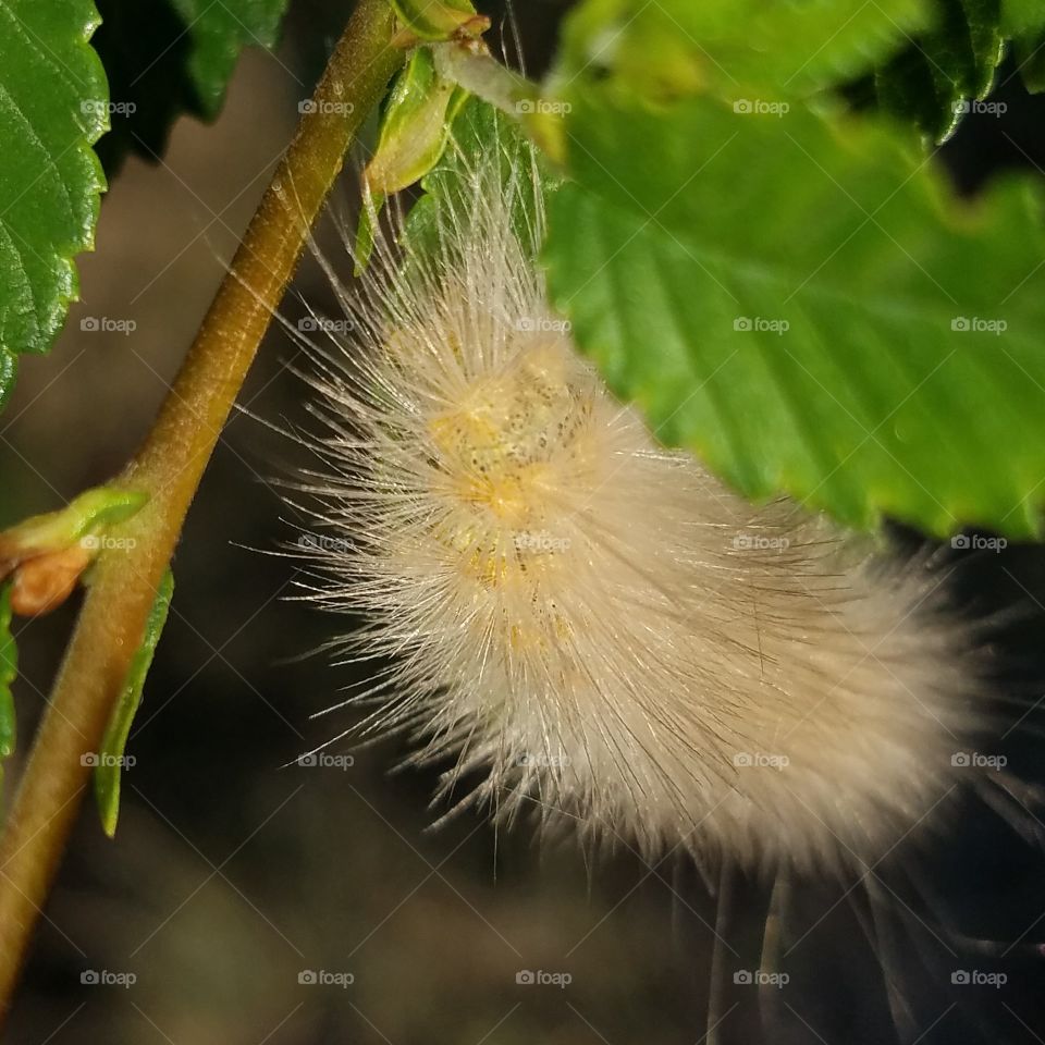 caterpillar