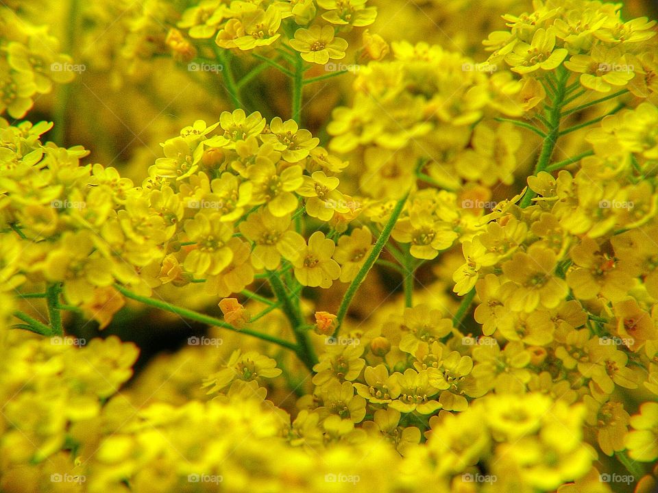 Yellow flowers