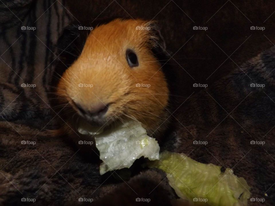 Guinea Pig eating lettuce