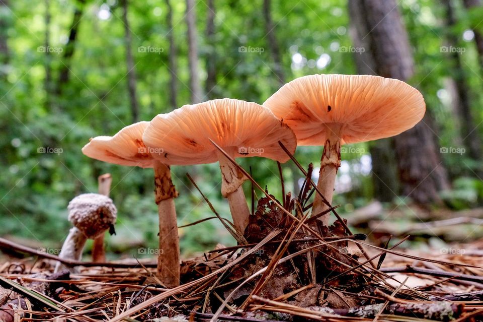 Mushrooms in the forest. Raleigh, North Carina