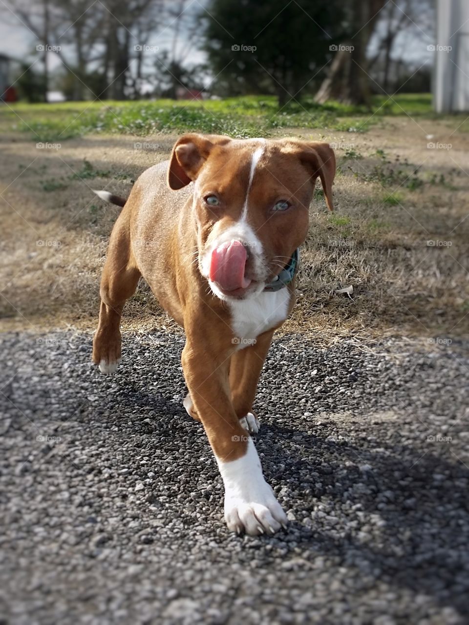 A green eyed puppy crossing a gravel road locking her lips in early spring