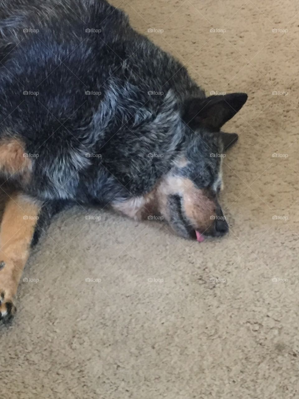 Sleeping dog with tongue 