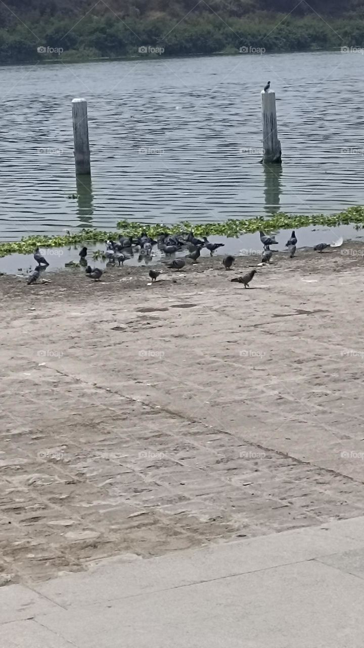birds talking ,eating, sitting