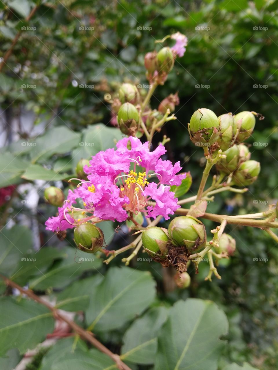 A bright cluster of small, beautiful pink flowers starting to blossom from their tree.