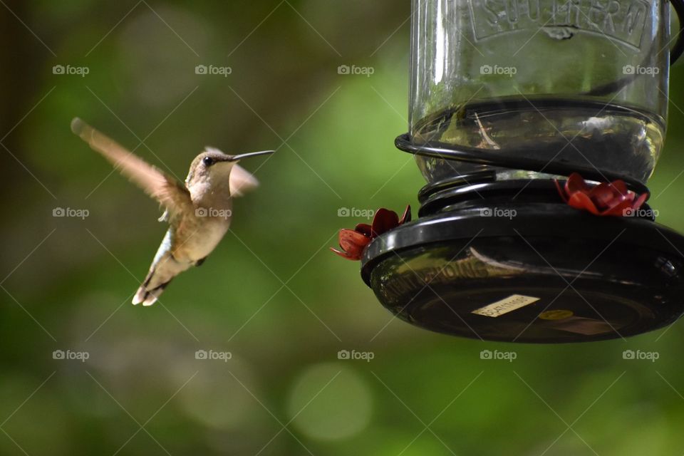 Hummingbird at feeder on summer afternoon 