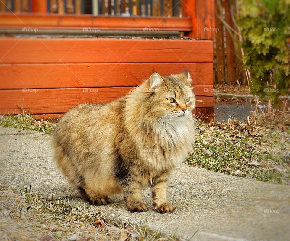 Fluffy cats