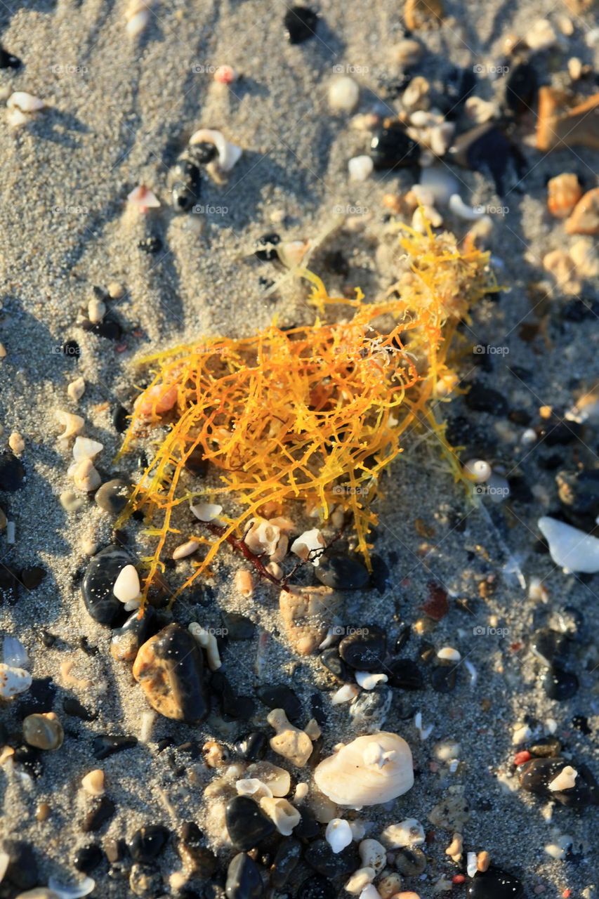 Small baby shells on Elafonissi beach Creta island Greece summer holidays seascape wildlife amazing nature therapy wonderful day hustling daydreaming naturalism macro microcosmos super Kreta land beauty sea life