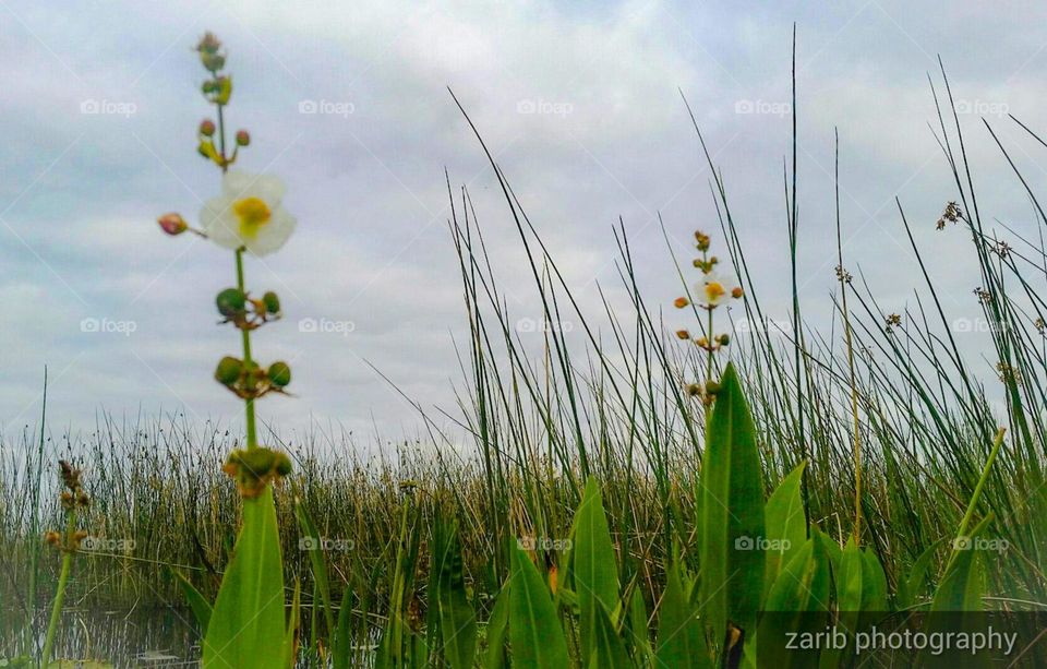 water flowers between the marsh
