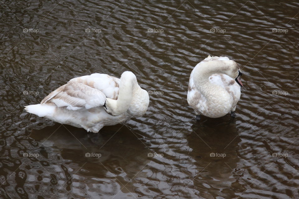 Swans at Carew 