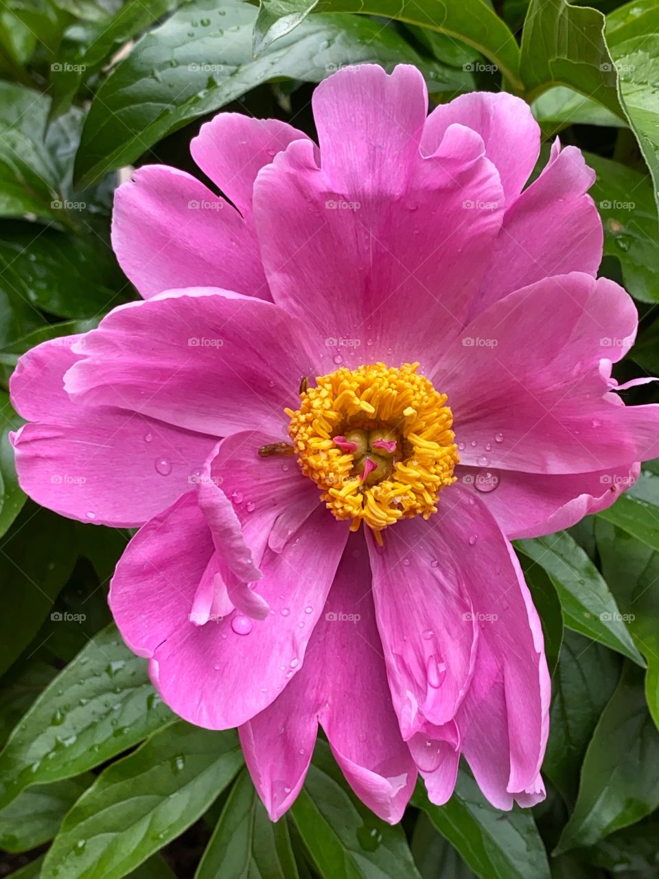 Peony 