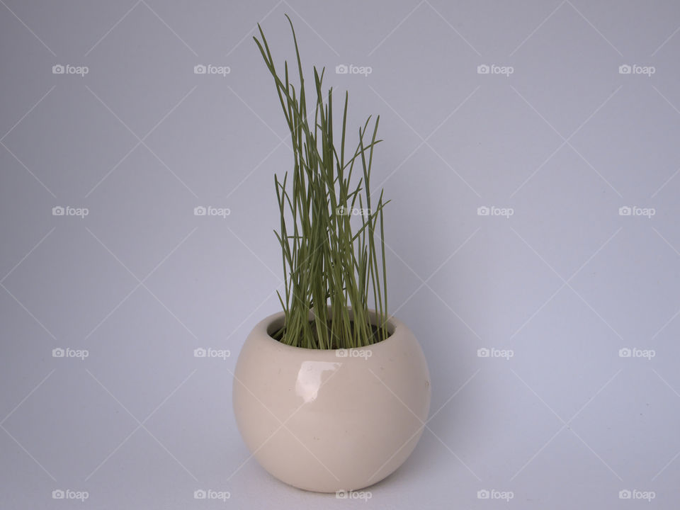 Close-up of miniature porcelain pot with grass growing in it
