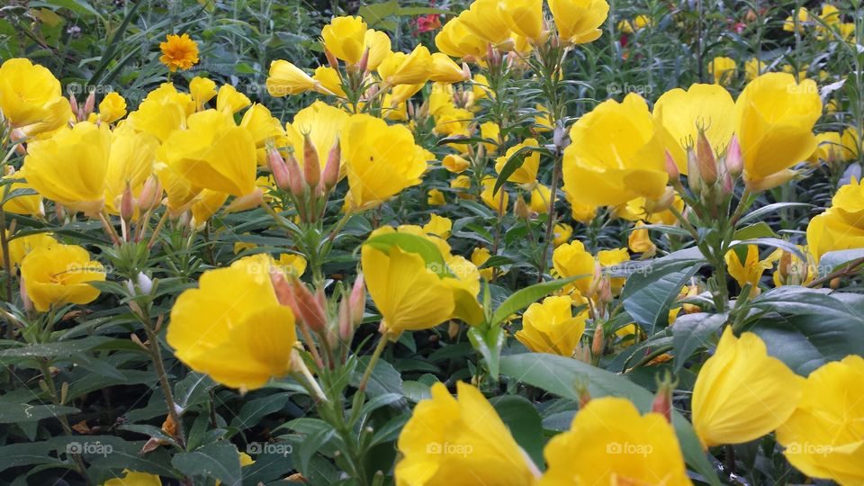 field of yellow. flower bed