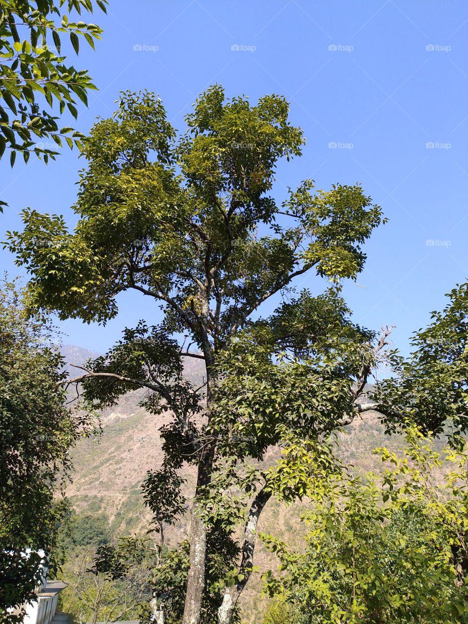 Trees still full of beauty in early winter