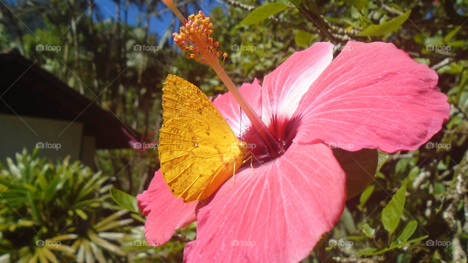 PLANT, NATURE, FLOWER, BUTTERFLY.