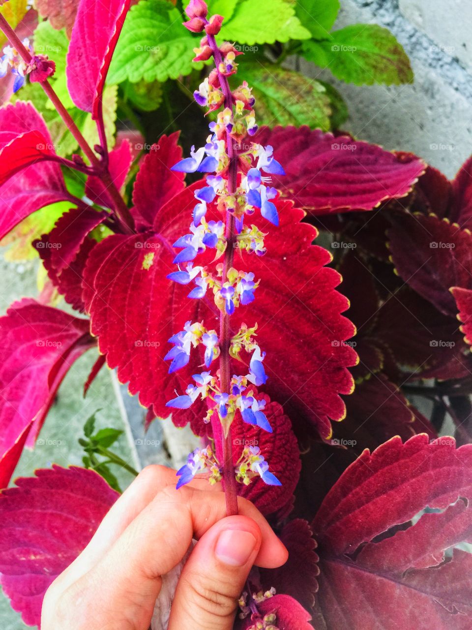 Mayana flower from philippines