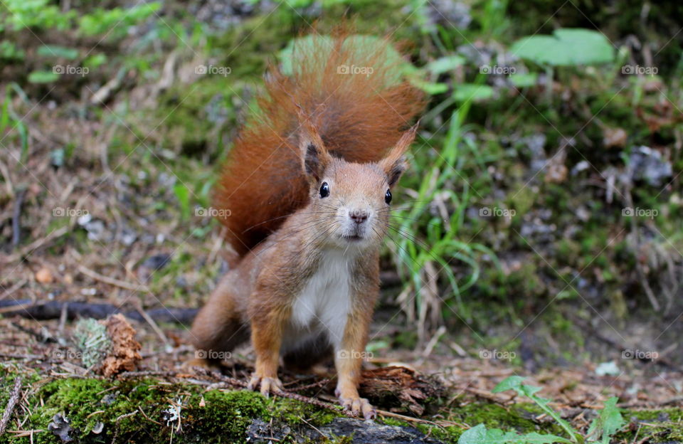 Curious squirrel, wild life.