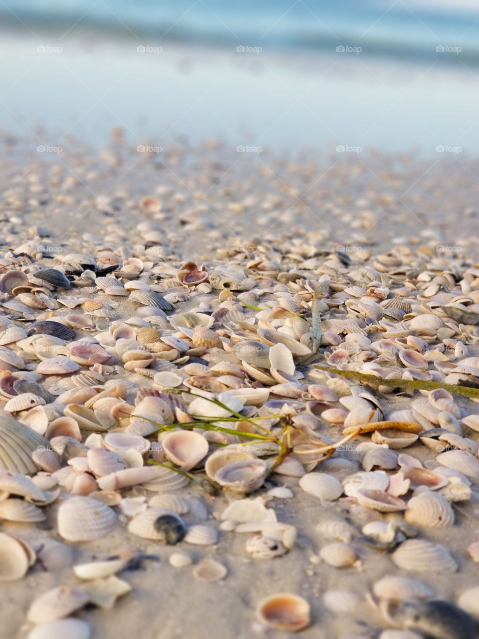 too many seashells to count