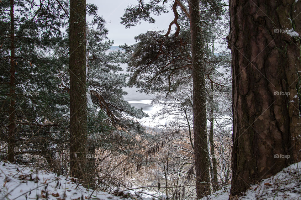 View of trees during winter