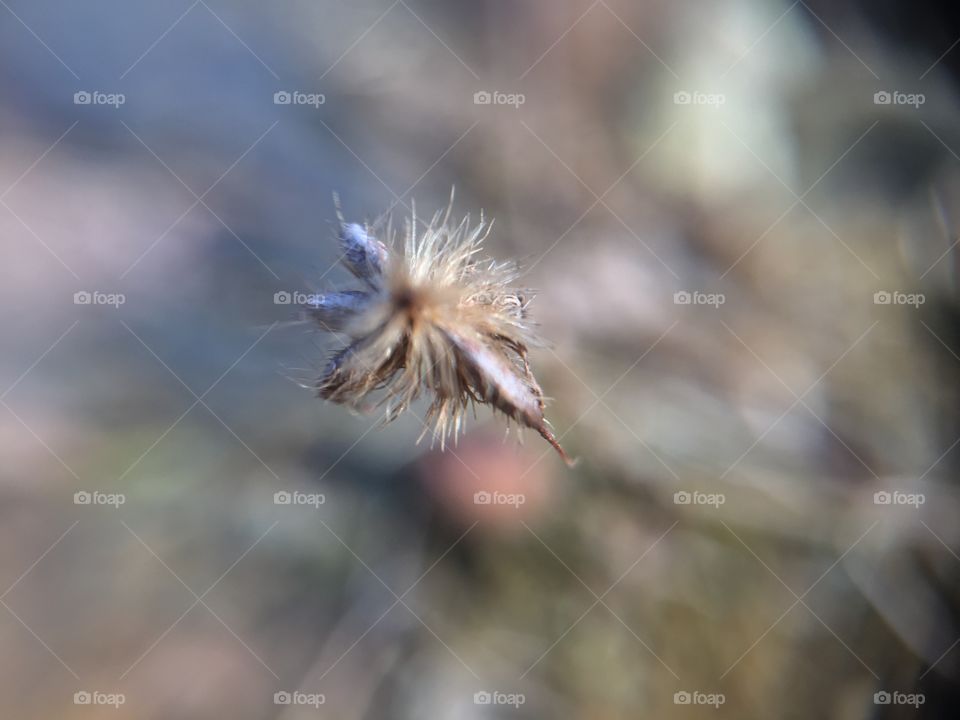 Macro weed fluff