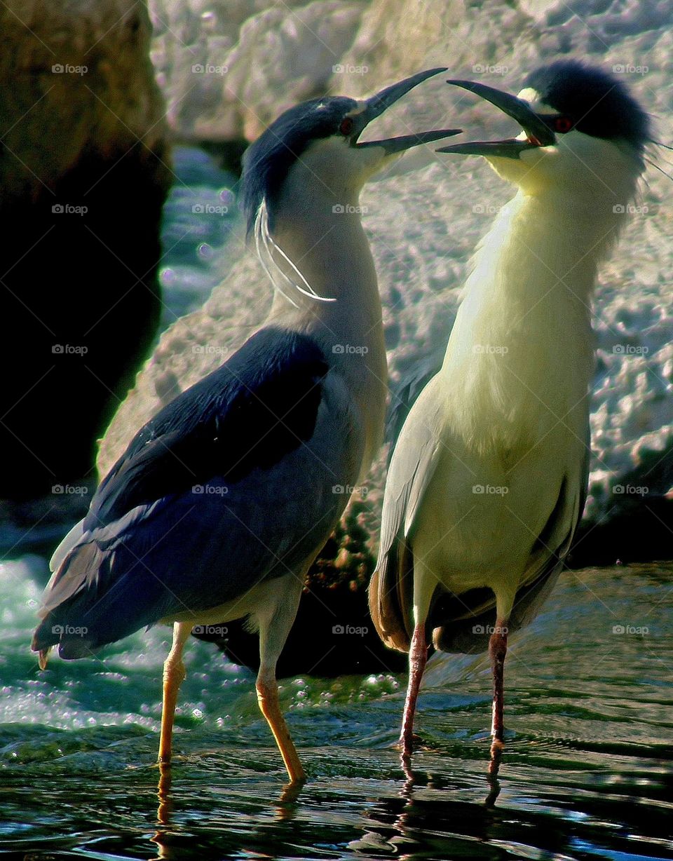 Mating Ritual of Black-crowned Night Heron