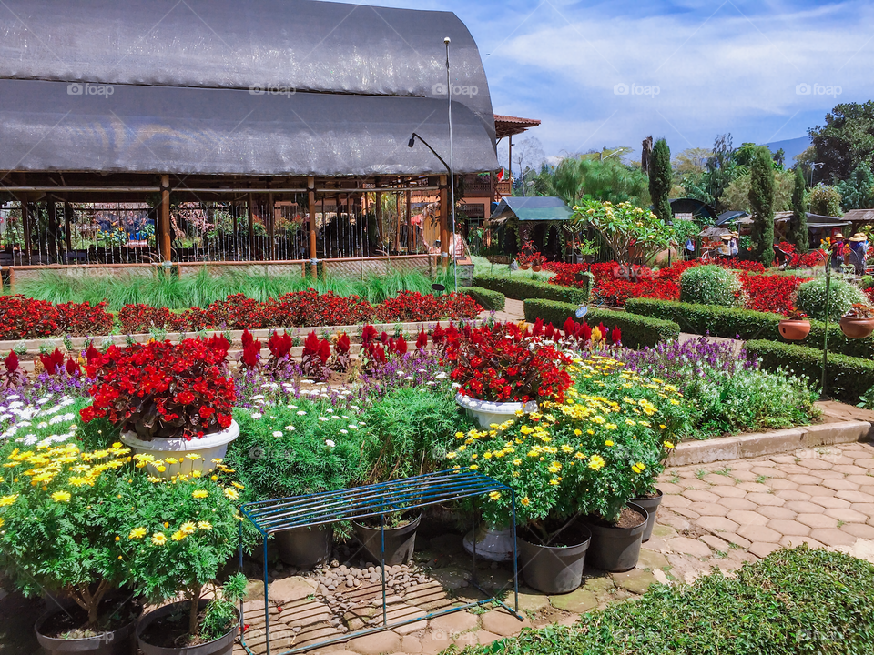 Beautiful flower garden - Kebun Begonia, Lembang, Indonesia