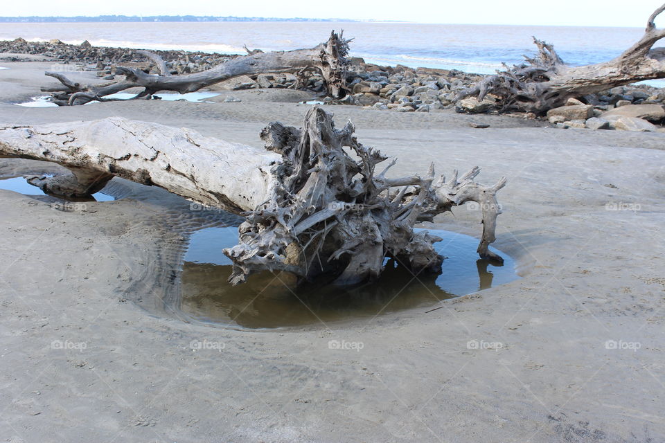 tide pools around driftwood