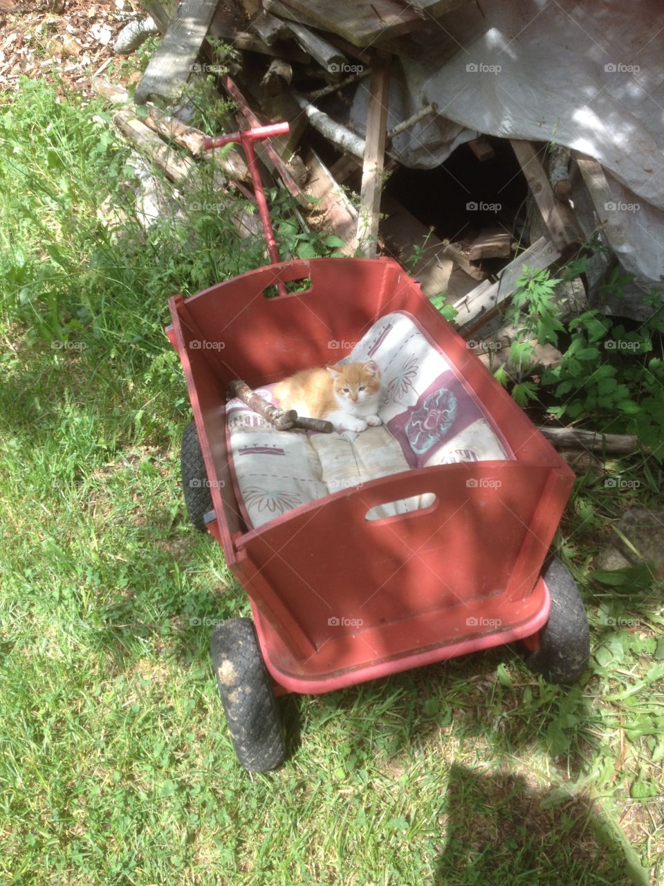 pic of my little orange kitten just chilling in this homemade carriage on wheels.