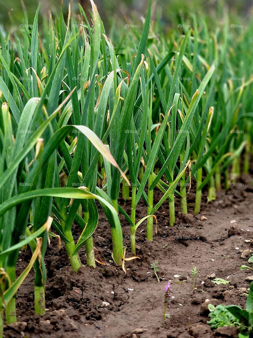 green garlic